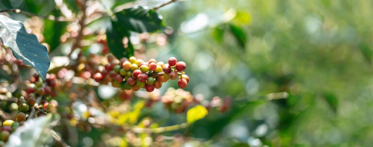 Coffee plant Craze Coffee